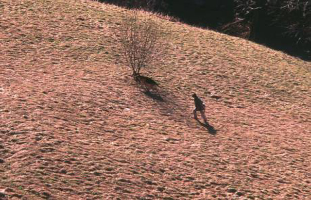 man walking castle grounds, Heidelberg