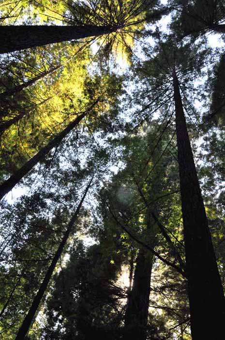 Redwood trees