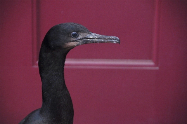 cormorant