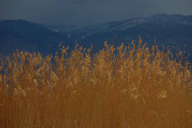 orange wheat fields