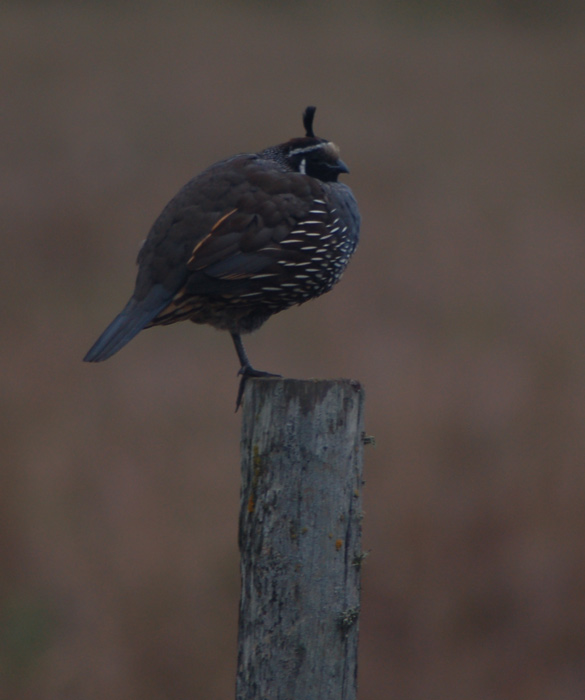 California Quail