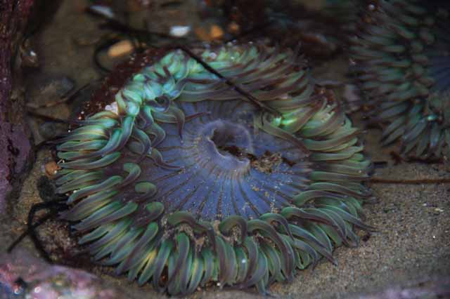 anemone, Malibu Beach