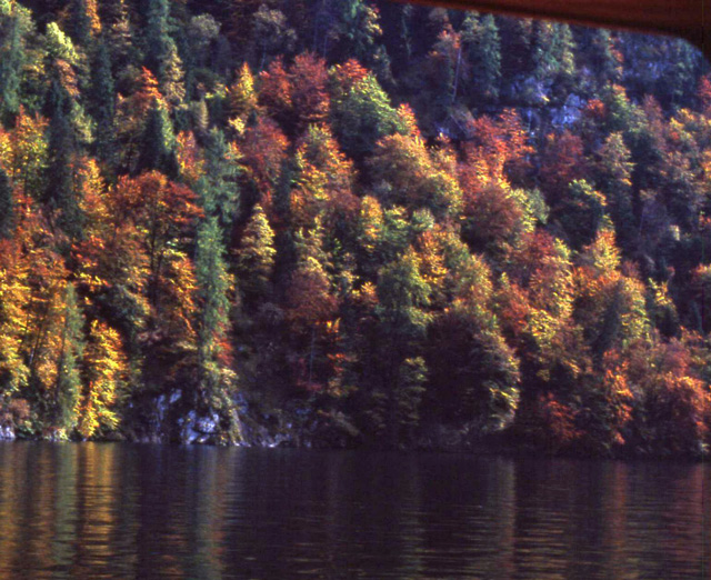 autumn trees on lake konigssee