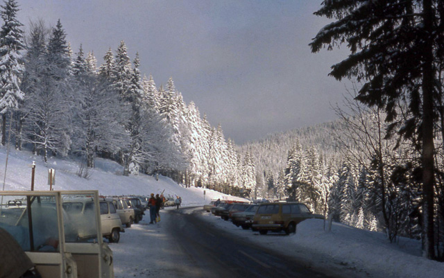 snow-bound trees as Gross Arber