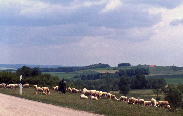 a shepherd tending his flock