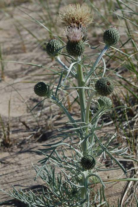 pitcher's thistle