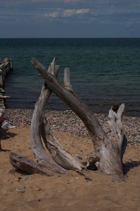 driftwood at Whitefish Point