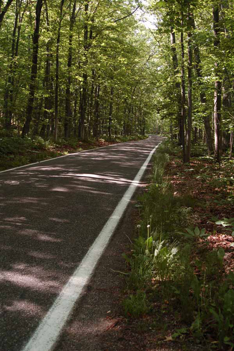 tunnel of trees