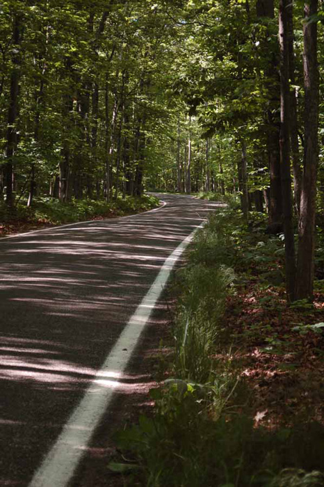 tunnel of trees