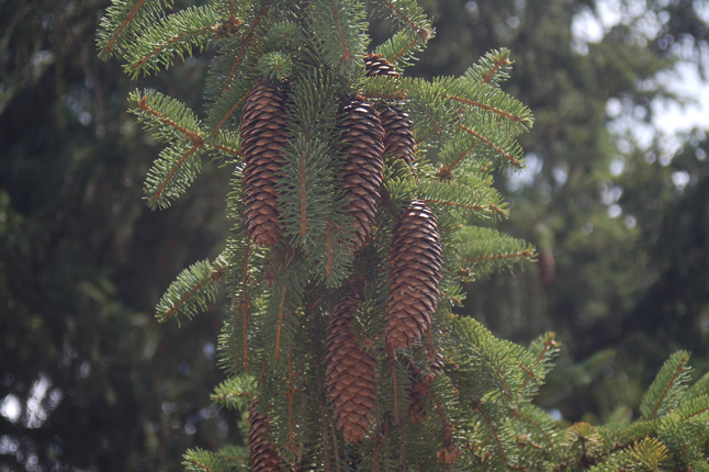 pinecones closeup