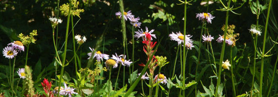 wildflowers