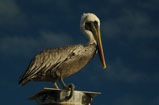 kure beach pelican