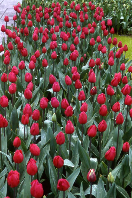 bed of red tulips