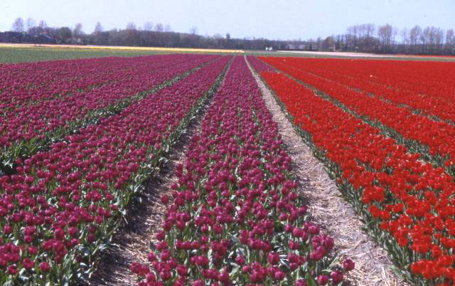 rows of purple and red