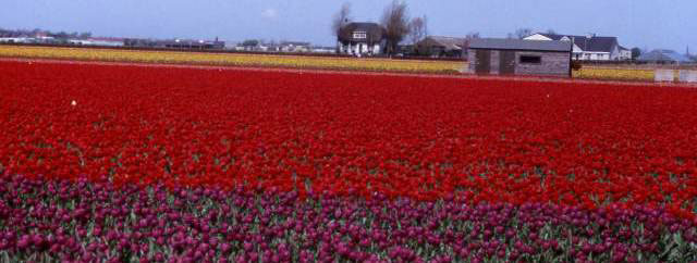 rows of red tulips