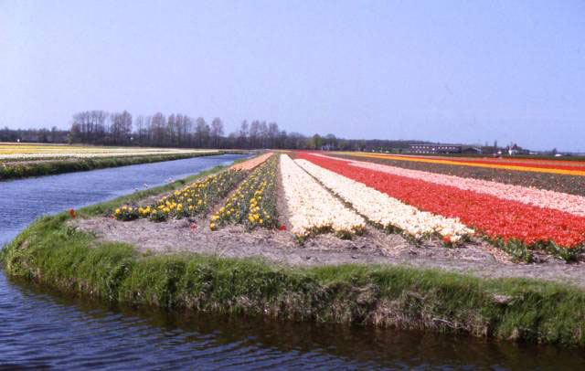 flowers bloom in rows right to water's edge