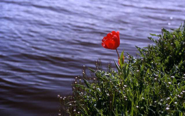 a single red tulip stretches out over the canal
