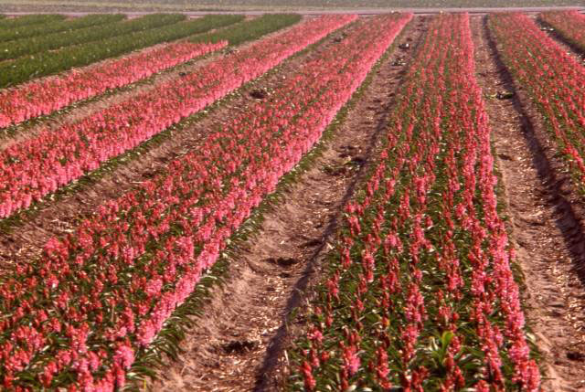 rows and rows of pink tulips