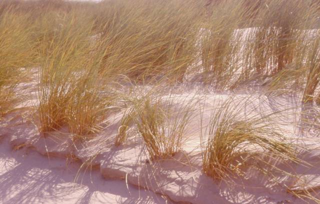 grass that makes up the dunes