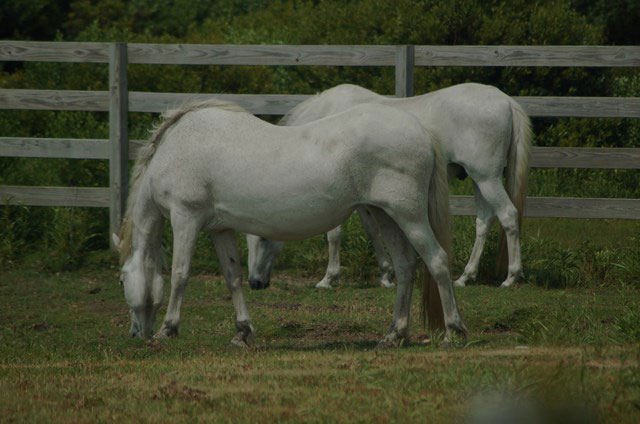 wild ponies graze