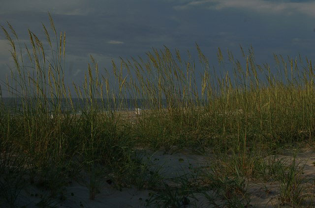 grassy sand dunes