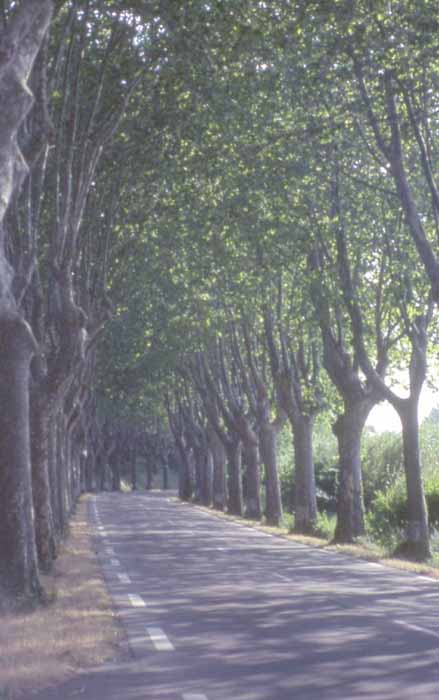 linden trees