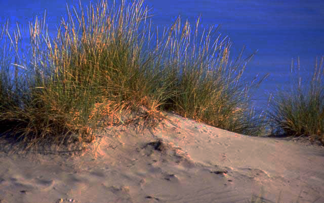 the Camargue, dunes