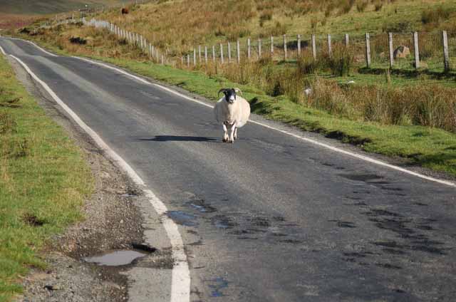 sheep on single-lane road