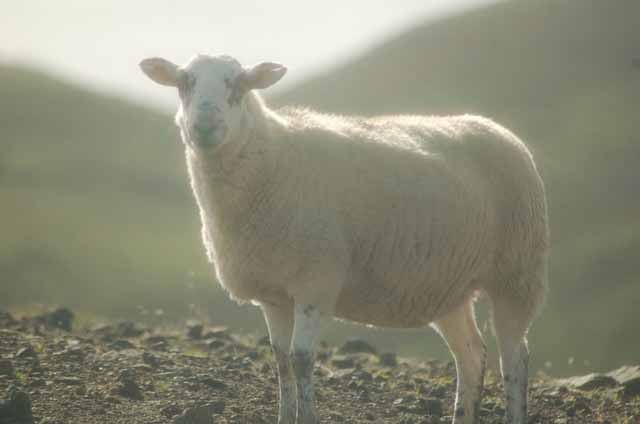 sheep at Kilt Rock