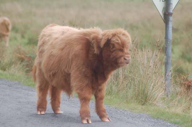 a baby coo
