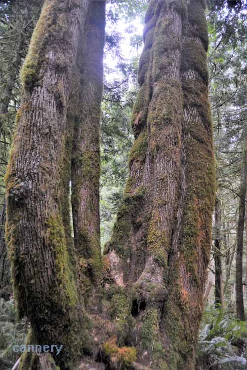 You might could almost call it eerie, or spooky. The mossy old-growth formations hanging about the , convering stumps, boulders