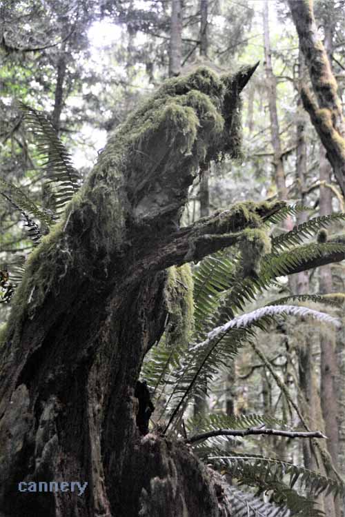 You might could almost call it eerie, or spooky. The mossy old-growth formations hanging about the , convering stumps, boulders