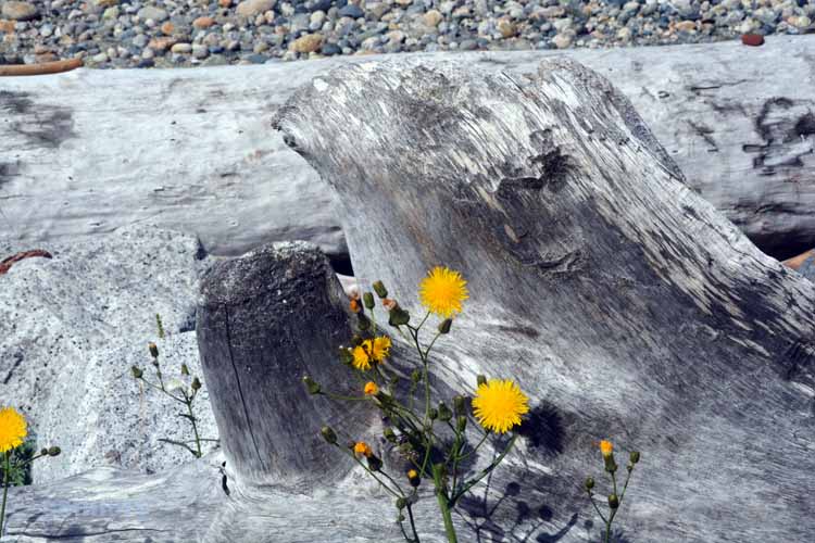 driftwood with flowers