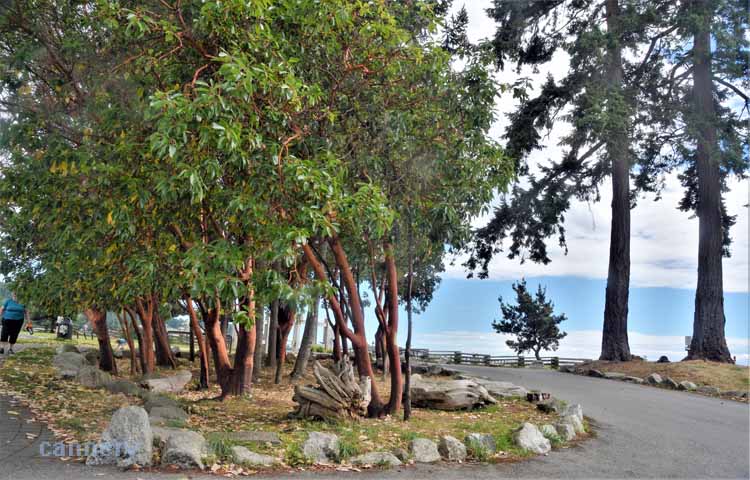 madrona tree grove in town
