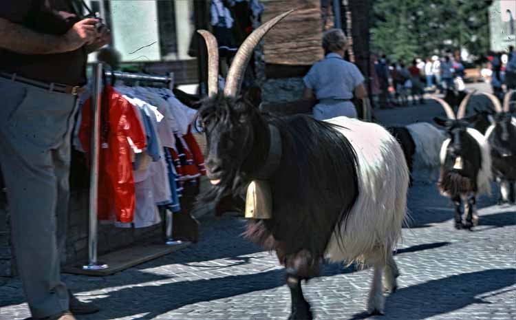 goats herded thru main street of town