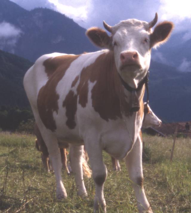 A Swiss bull