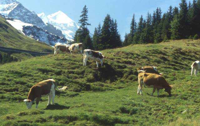 Swiss cows dot the hillside