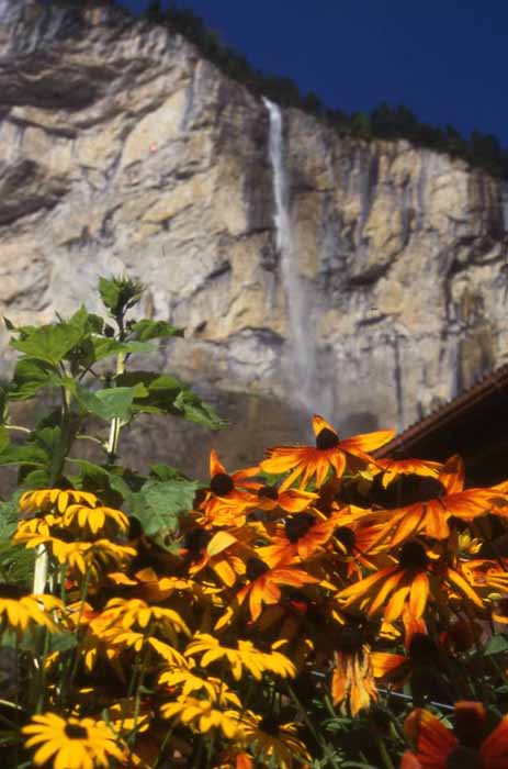 flowers in foreground with the towering peaks behind