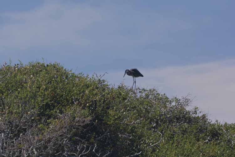 blue heron in top of tree