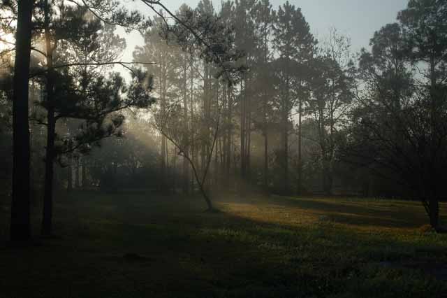 foggy morning in dickinson