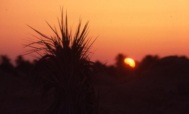 Tunisian silhouette