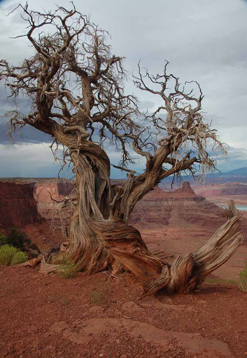 Utah Juniper tree, Dead Horse Point State Park