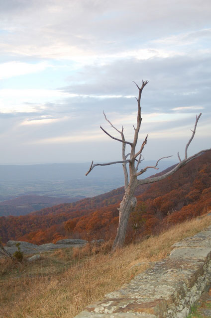 a tree stands starkly against the autumn-colored hills