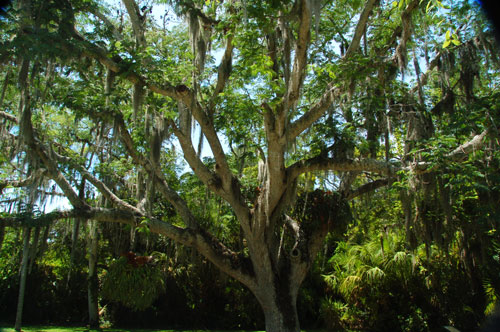 an Ear tree at Historic Spanish Point, with Spanish Moss