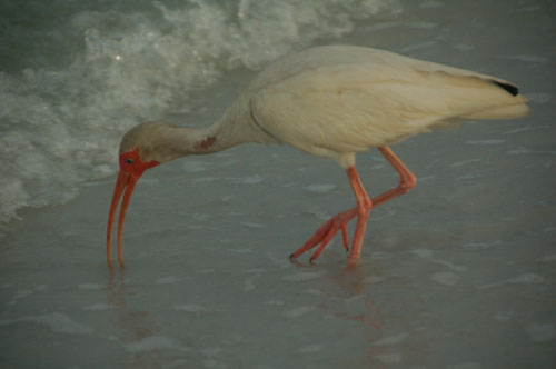 a white ibis