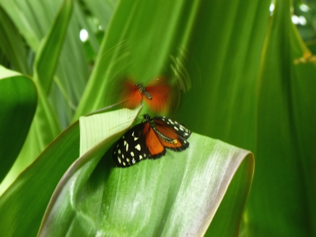 a butterfly landed on a leaf