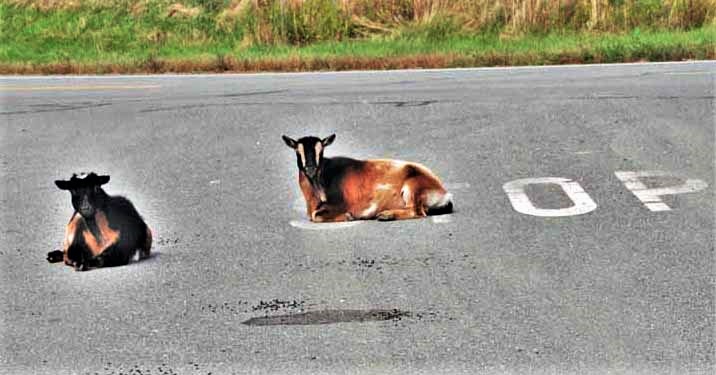 goats sitting in road