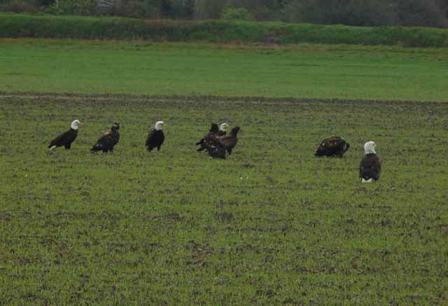 bald eagles in field
