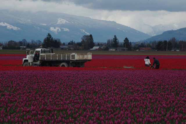 tulip workers