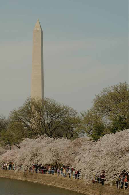 cherry blossoms around the tidal basin